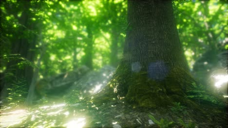 Wald-Aus-Buchen,-Beleuchtet-Von-Sonnenstrahlen